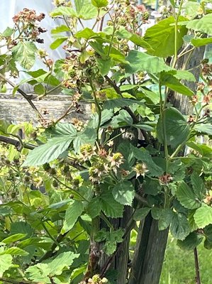 Rubus scaber Weihe: fruit