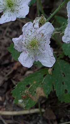 Rubus scaber Weihe: flower