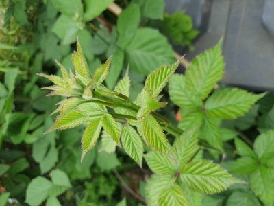 Rubus scaber Weihe: leaf