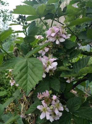 Rubus scaber Weihe: flower