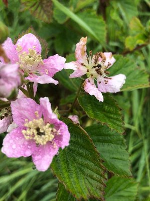 Rubus scaber Weihe: flower