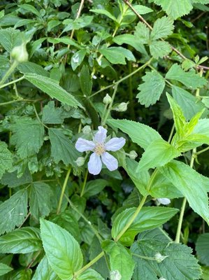 Rubus scaber Weihe: flower