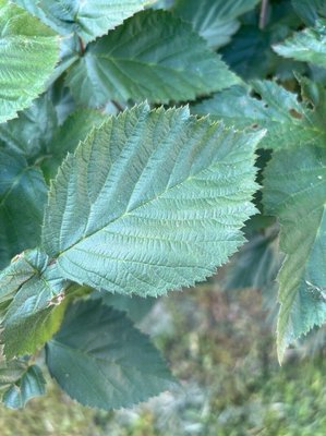 Rubus scaber Weihe: leaf
