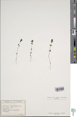 Euphrasia drosocalyx Freyn