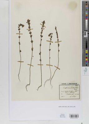 Euphrasia drosocalyx Freyn