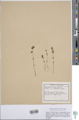 Euphrasia minima subsp. drosocalyx (Freyn) P.Fourn.