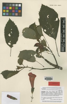 BM000797097
