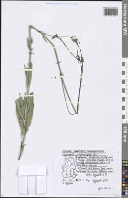 Gypsophila scorzonerifolia Ser. (Качим козелецолистный), Moscow University Herbarium