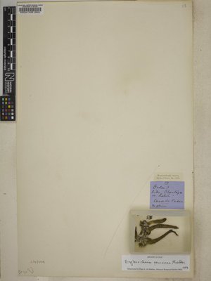 BM000041326