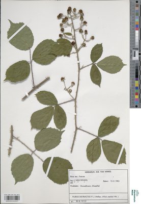 Rubus distractus P.J.Müll. & Wirtg.