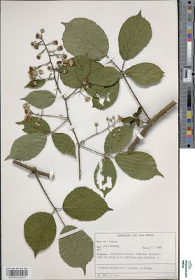 Rubus distractus P.J.Müll. & Wirtg.