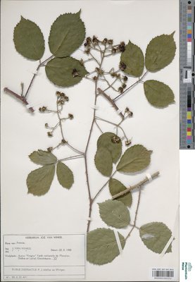Rubus distractus P.J.Müll. & Wirtg.