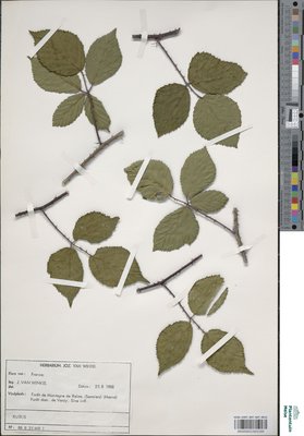 Rubus distractus P.J.Müll. & Wirtg.