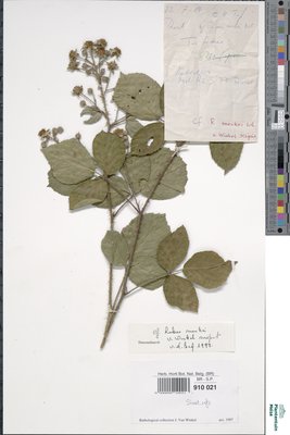 Rubus menkei Weihe & Nees ex Bluff & Fingerh.