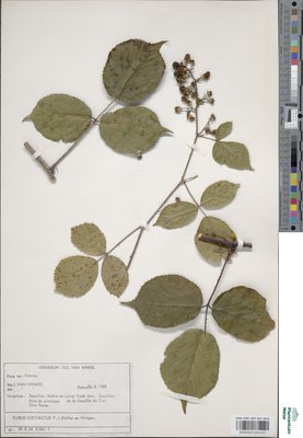 Rubus distractus P.J.Müll. & Wirtg.