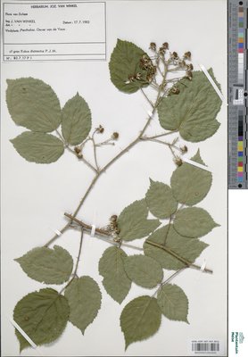 Rubus distractus P.J.Müll. & Wirtg.