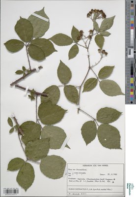 Rubus distractus P.J.Müll. & Wirtg.