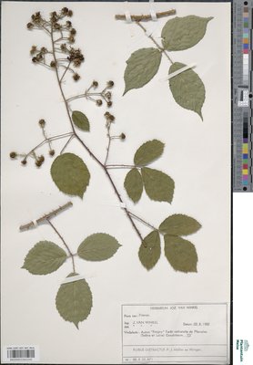 Rubus distractus P.J.Müll. & Wirtg.