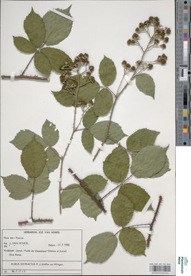 Rubus distractus P.J.Müll. & Wirtg.