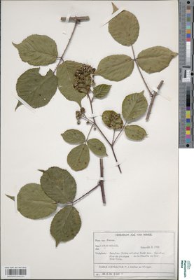 Rubus distractus P.J.Müll. & Wirtg.