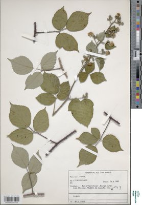 Rubus distractus P.J.Müll. & Wirtg.