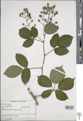 Rubus distractus P.J.Müll. & Wirtg.