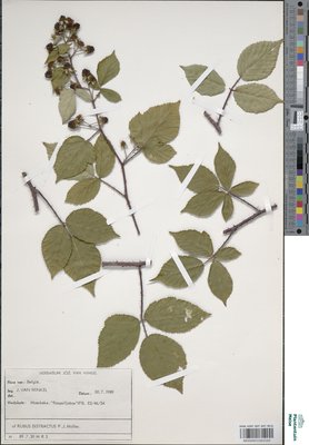 Rubus distractus P.J.Müll. & Wirtg.