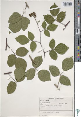 Rubus distractus P.J.Müll. & Wirtg.