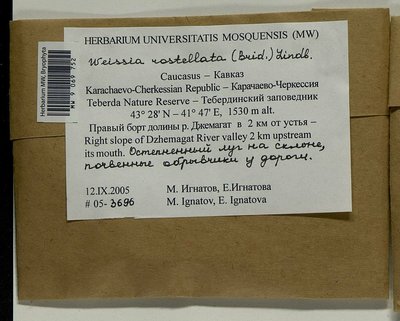 Weissia rostellata (Brid.) Lindb., Moscow University Herbarium