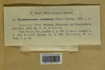 Weissia rostellata (Brid.) Lindb., Moscow University Herbarium