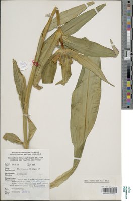 Gentiana tibetica King ex Hook.f.