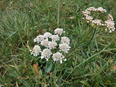 Oenanthe silaifolia M.Bieb.: flower