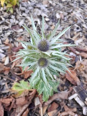 Eryngium alpinum L.: flower
