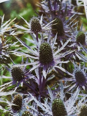 Eryngium alpinum L.: flower