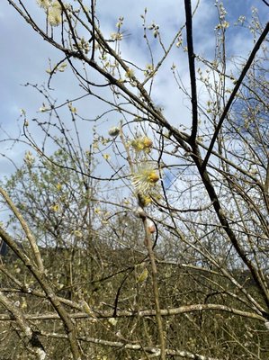 Salix × reichardtii A.Kern.: flower