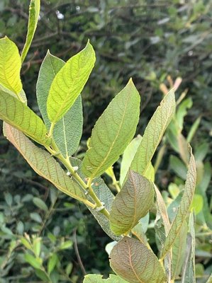 Salix × reichardtii A.Kern.: leaf