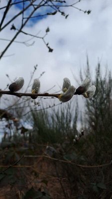 Salix × reichardtii A.Kern.: fruit