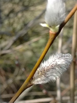 Salix × reichardtii A.Kern.: flower