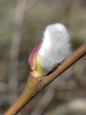 Salix × reichardtii A.Kern.: flower