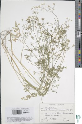 Anthriscus tenerrima Boiss. & Spruner