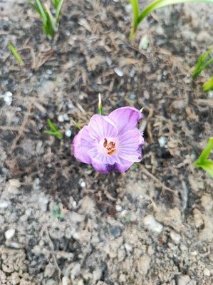 Crocus sativus L.: flower