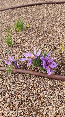 Crocus sativus L.: flower