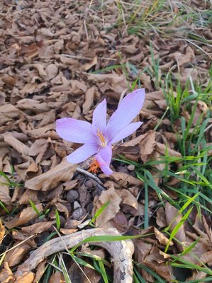 Crocus sativus L.: flower