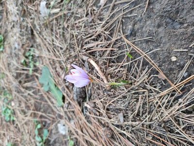 Crocus sativus L.: flower
