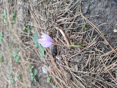 Crocus sativus L.: habit