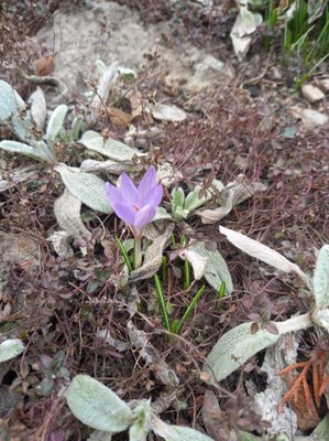 Crocus sativus L.: flower