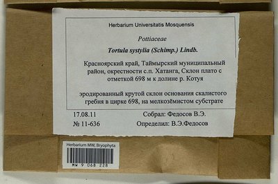 Tortula systylia (Schimp.) Lindb., Moscow University Herbarium