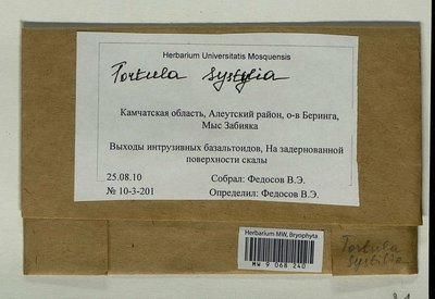 Tortula systylia (Schimp.) Lindb., Moscow University Herbarium