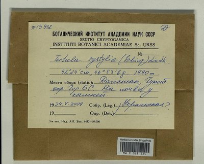 Tortula systylia (Schimp.) Lindb., Moscow University Herbarium