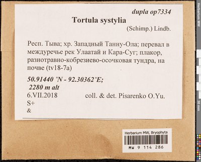 Tortula systylia (Schimp.) Lindb., Moscow University Herbarium